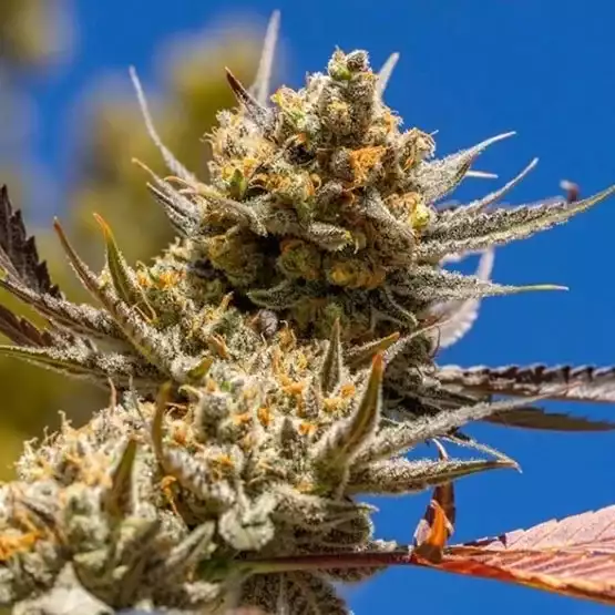 Cannabissamen Lemon Berry Candy OG R2 feminisiert für Indoor und Outdoor